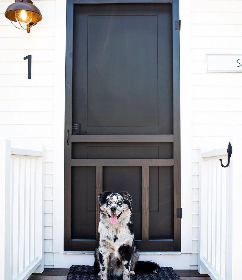 Pet Escapades Galore