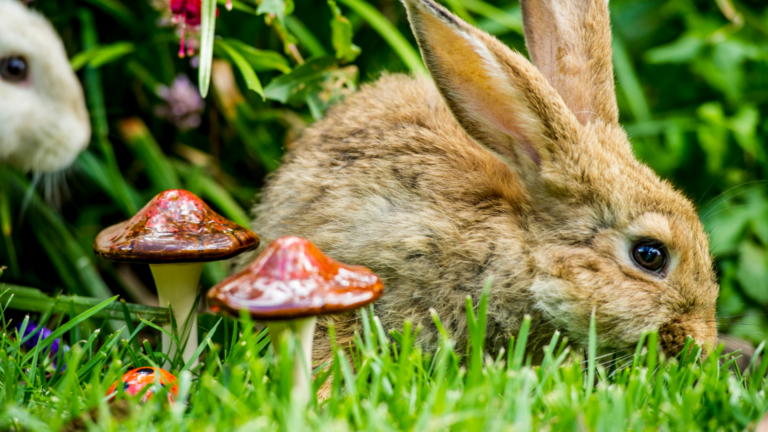 30 Whimsical Fairy Garden Ideas To Spark Imagination