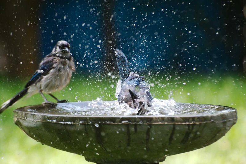 Add A Water Feature Or Birdbath On The Green Roof For Hydration