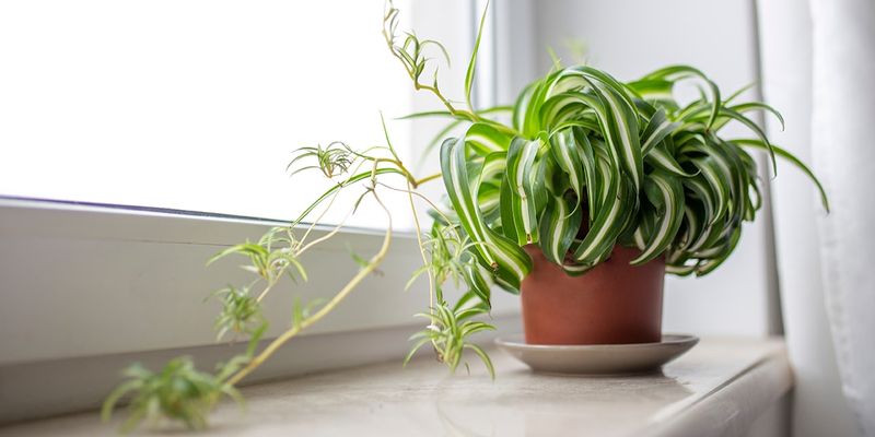 Houseplants Thriving Again