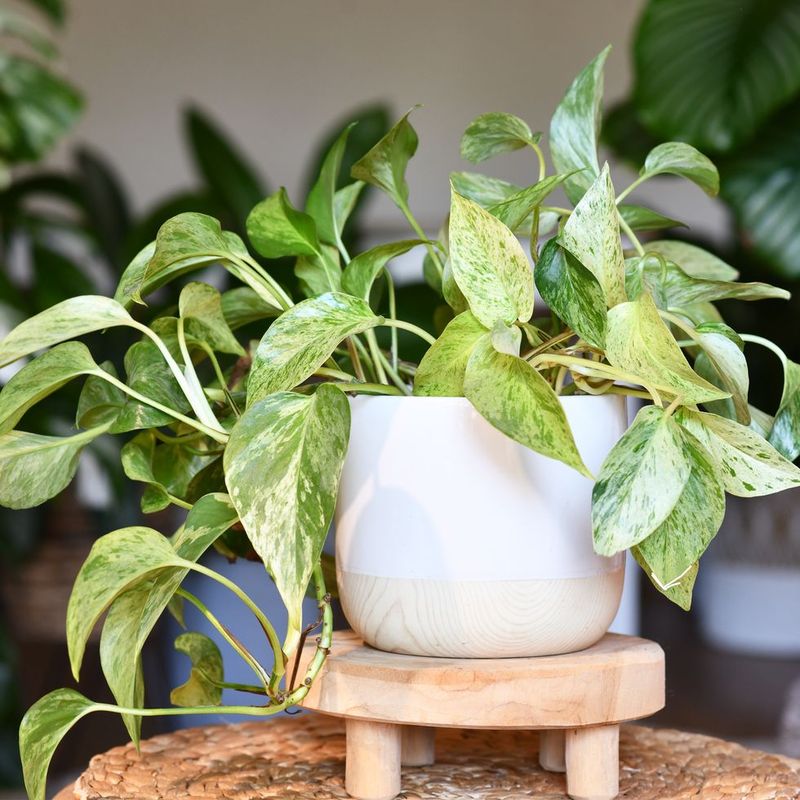 Trailing Ivy and Climbing Plants