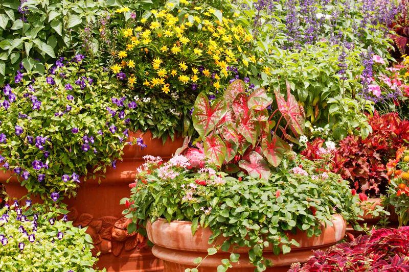 Multi-Season Container Gardens