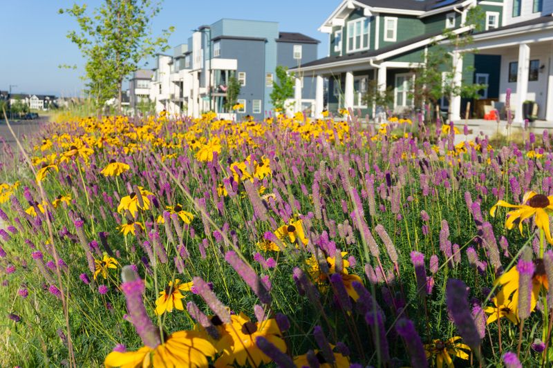 Pollinator Highways That Create Buzzing Boundaries