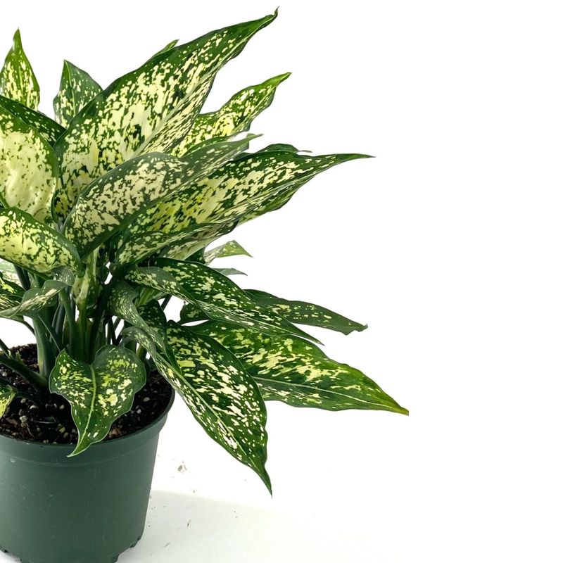 Chinese Evergreen (Aglaonema)