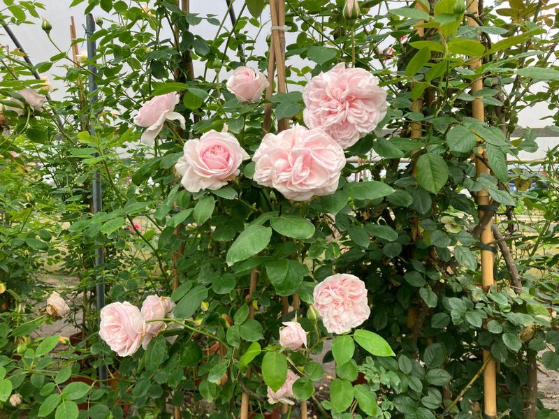 Heritage Roses Return With Their Intoxicating Scents
