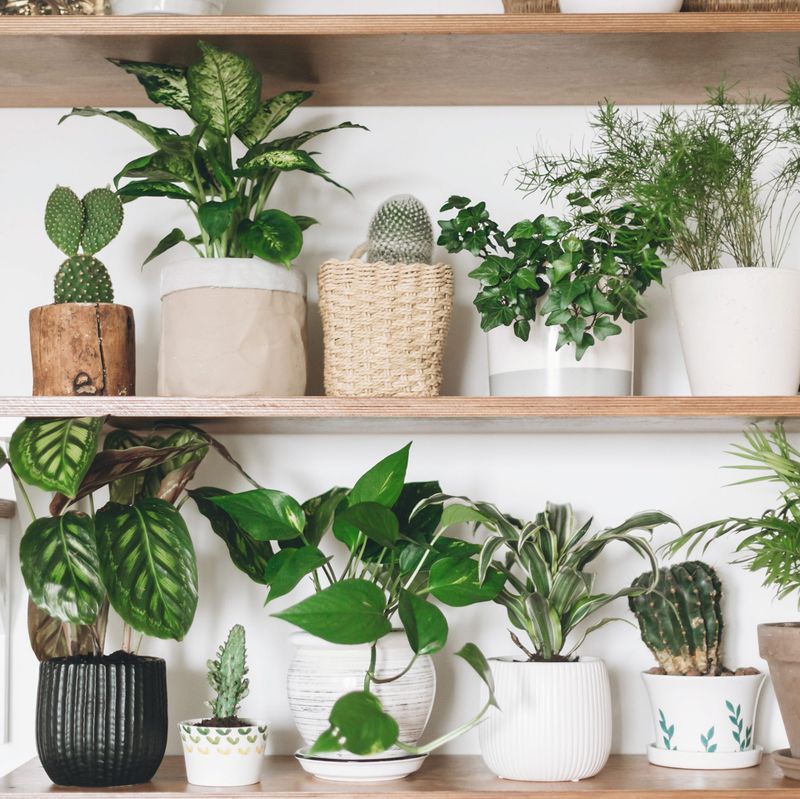 Plants That Aren't Dying