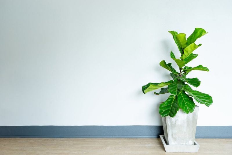 Fiddle Leaf Fig Fatigue