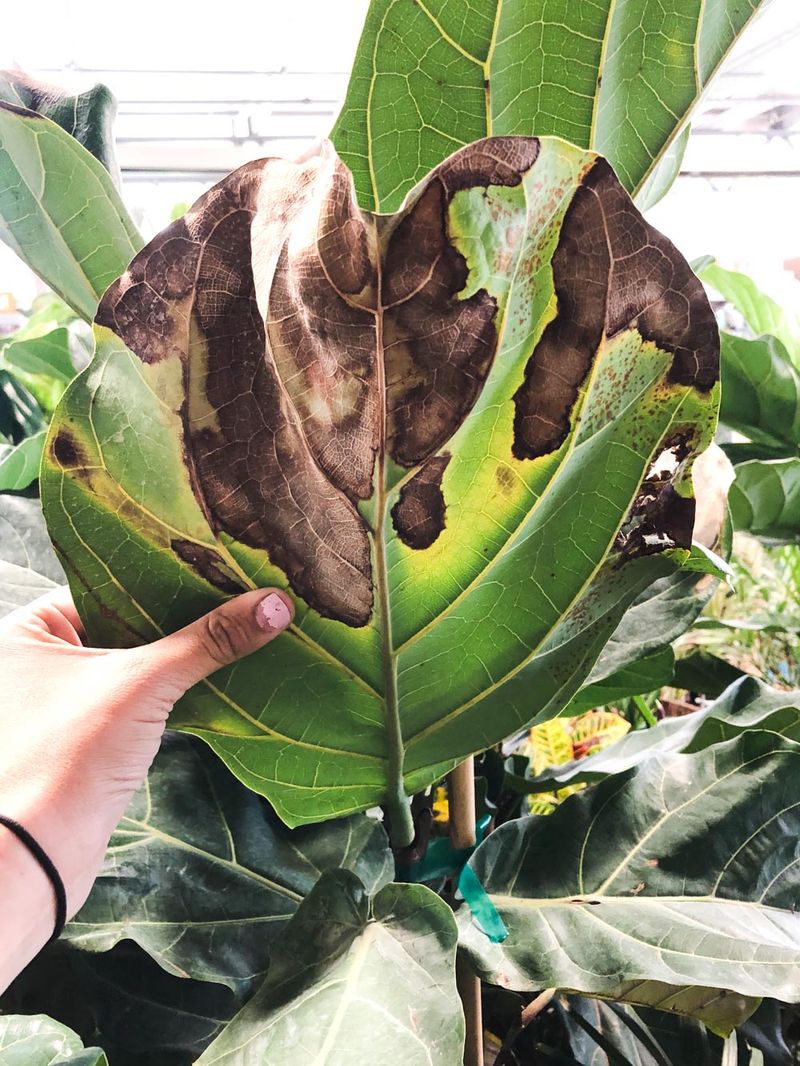 Fiddle Leaf Fig Trees Wilting Away