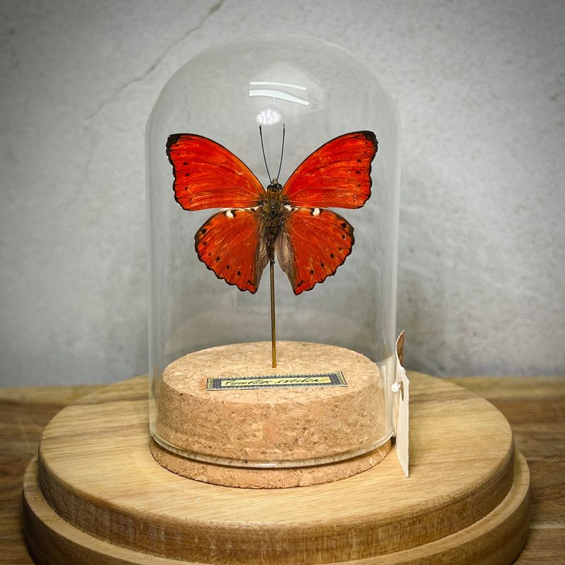 Taxidermy and Curiosities