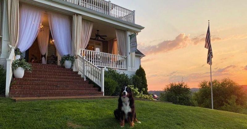 Pet Panorama Playgrounds