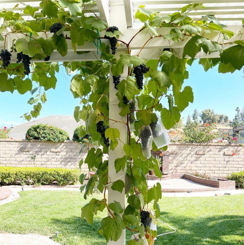 Rustic Vineyard Escape