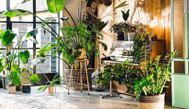 Indoor Plants