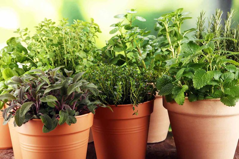 Potted Citrus or Herbs