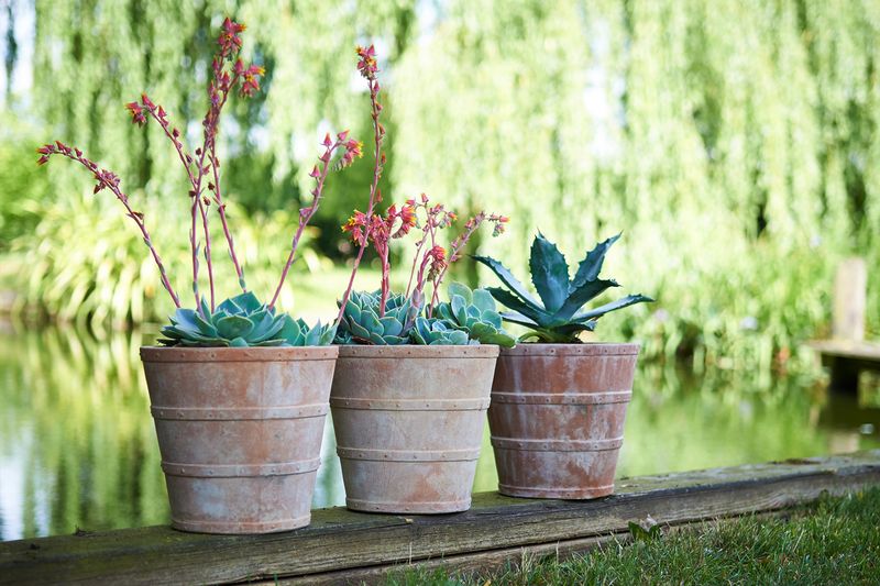 Use Terracotta Pots