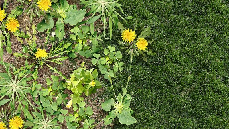 Weed Invasion