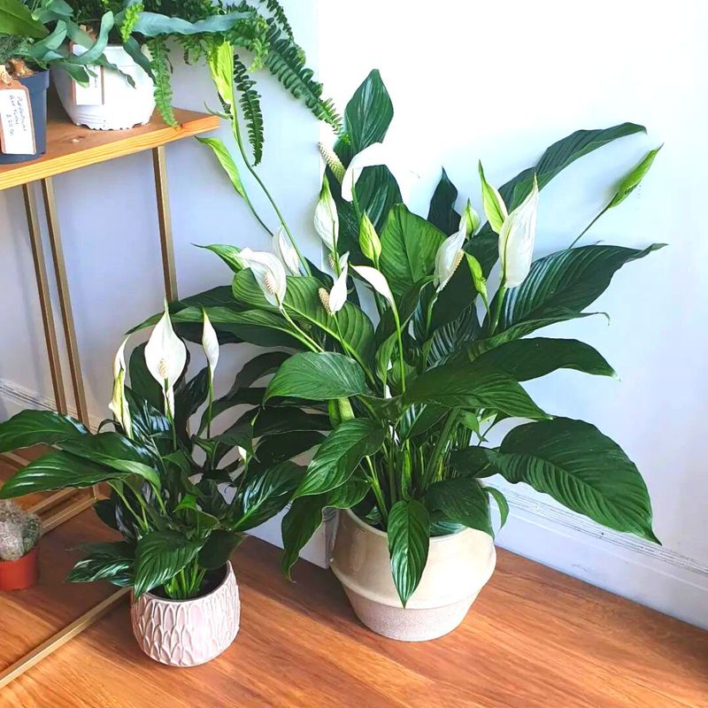 Add Plants for Vitality