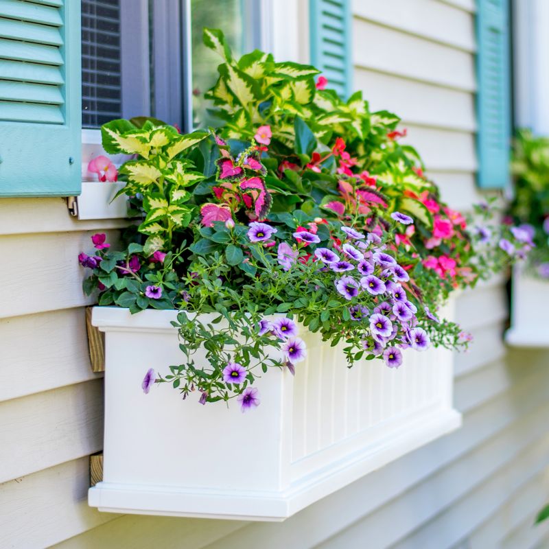 Window Flower Boxes