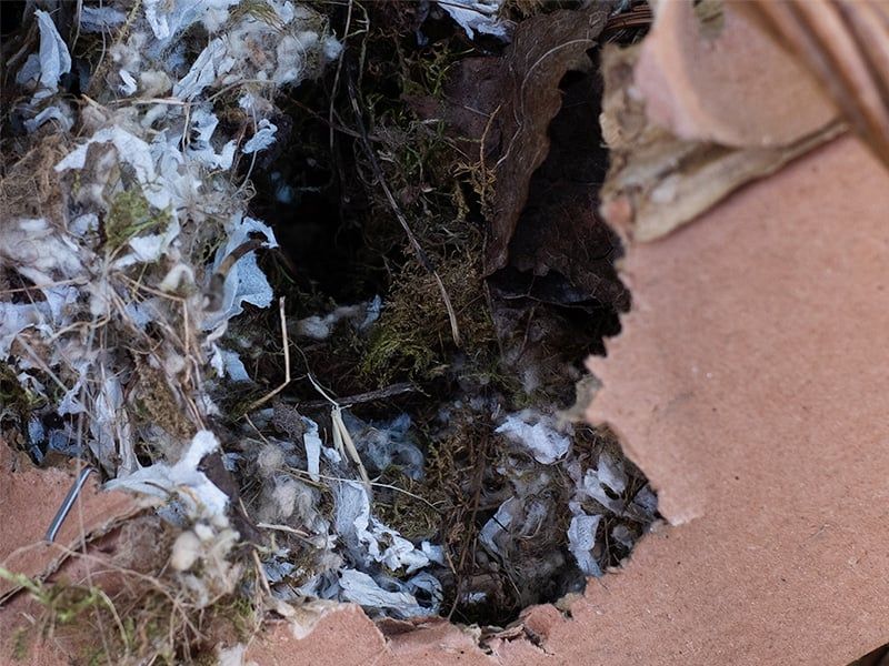 Hidden Mouse Nests