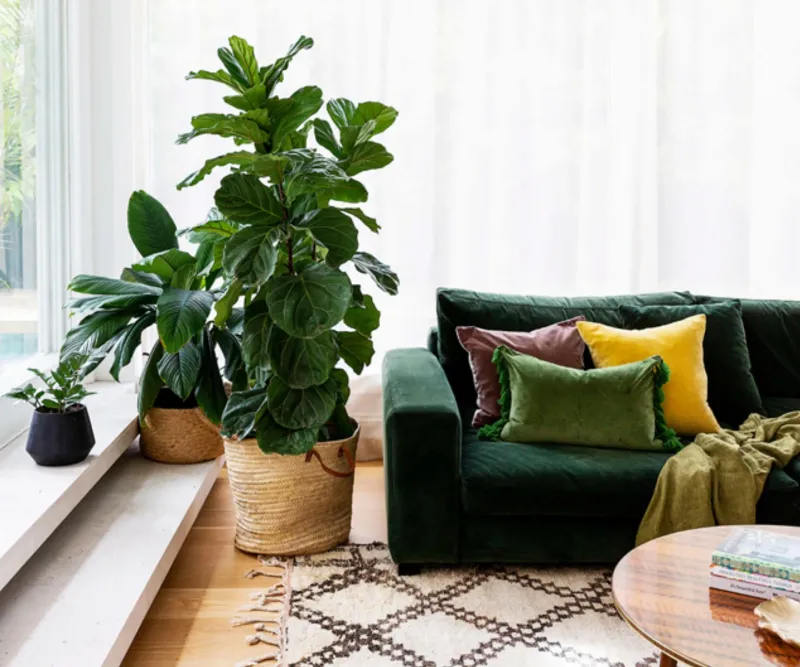 Fiddle Leaf Fig Obsession