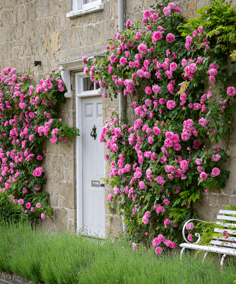 Climbing Roses and Vines