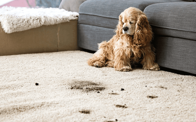 Pet Owner Frustrations