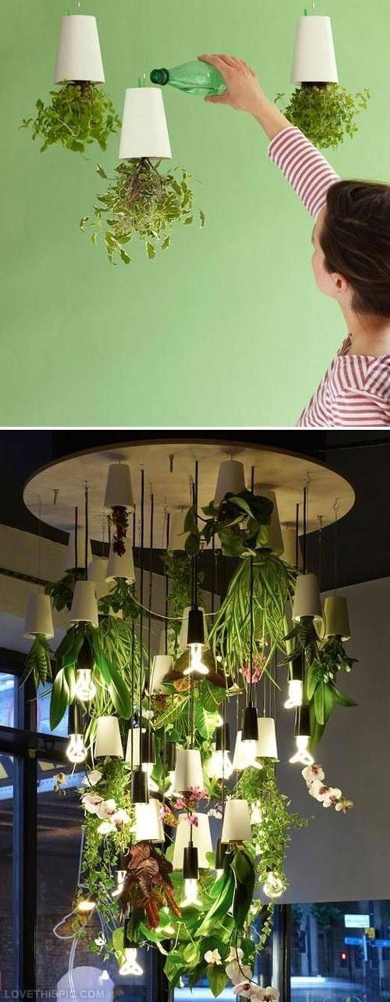Ceiling-Mounted Pot Gardens