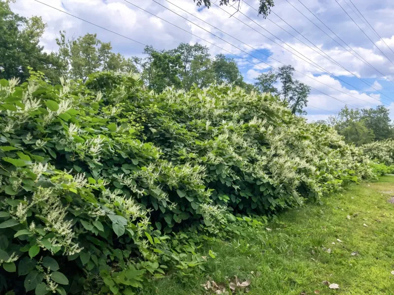 Invasive Species Concerns
