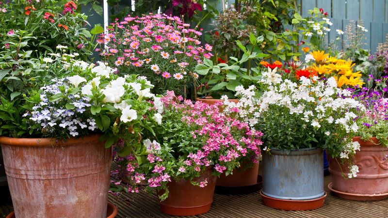 Plant Containers