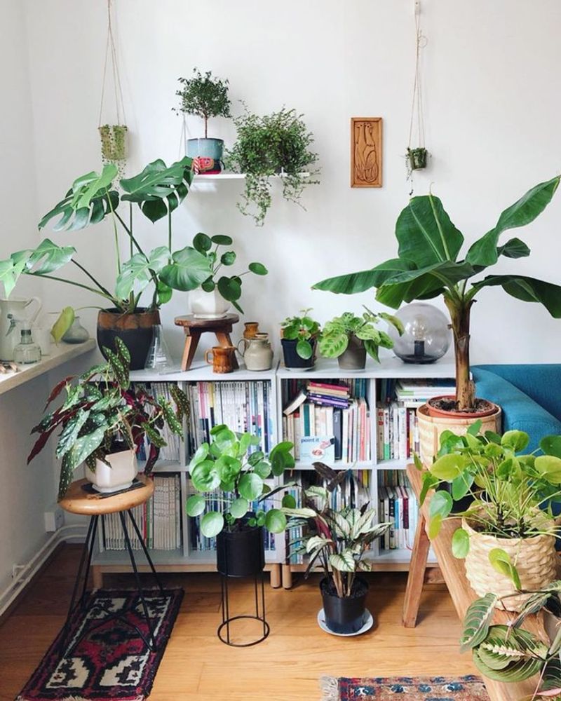 Botanical Displays