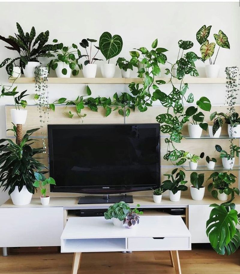 Green Wall With Plants