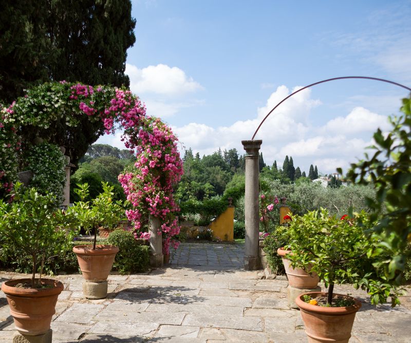 Fragrant Climbing Roses