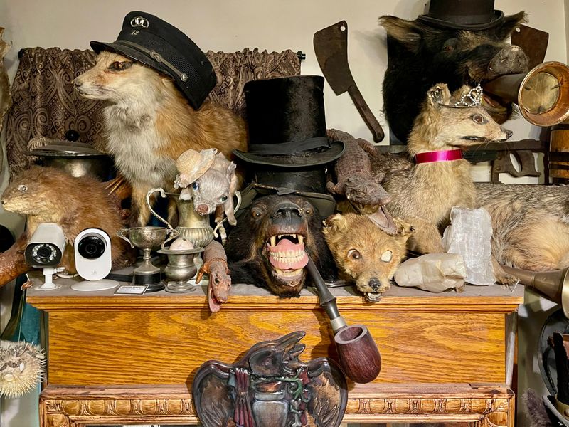 HORRIFIC: Taxidermy as Kitchen Decor