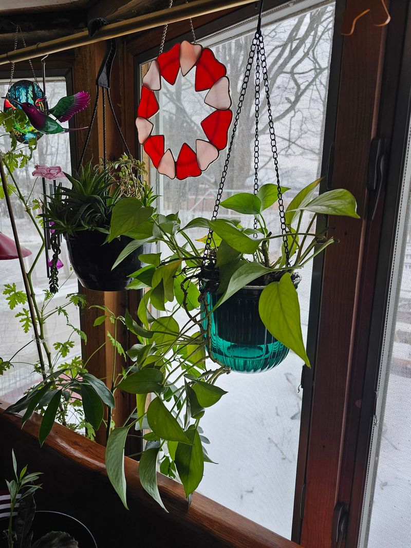 Real Plants That Actually Thrive