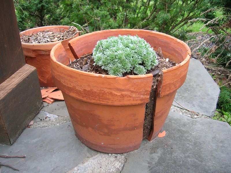 Fragile Ceramic Planters