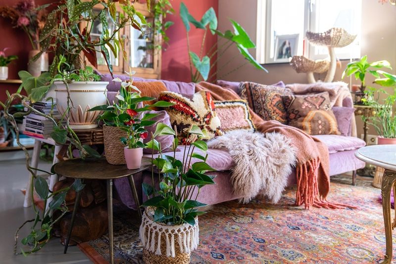 Complement Indoor Plants