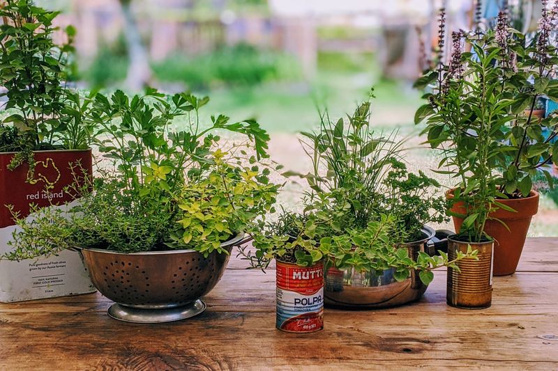 Create A Window Herb Garden