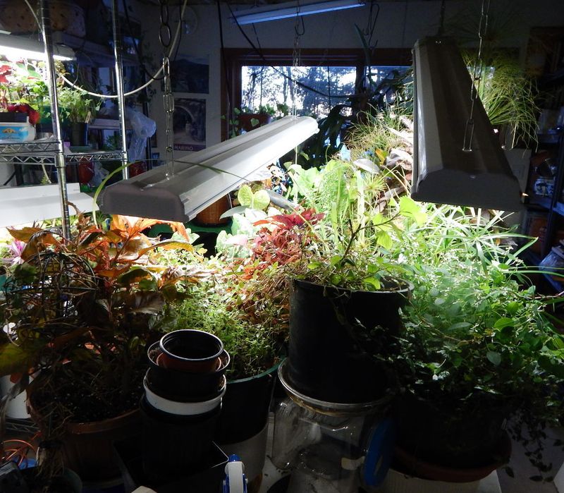 Bring In Plants That Thrive In Low Light