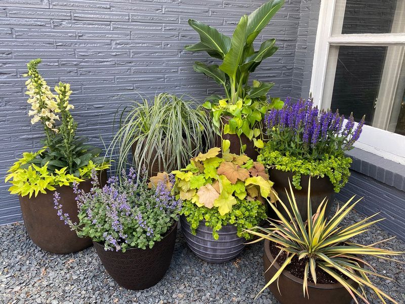 Create a Container Garden