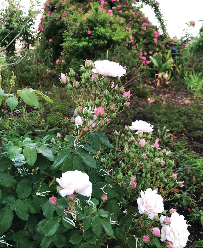 Plant Heritage Roses