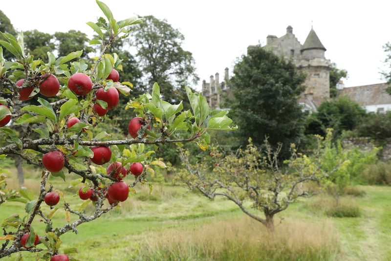 Plant Heritage Fruit Trees