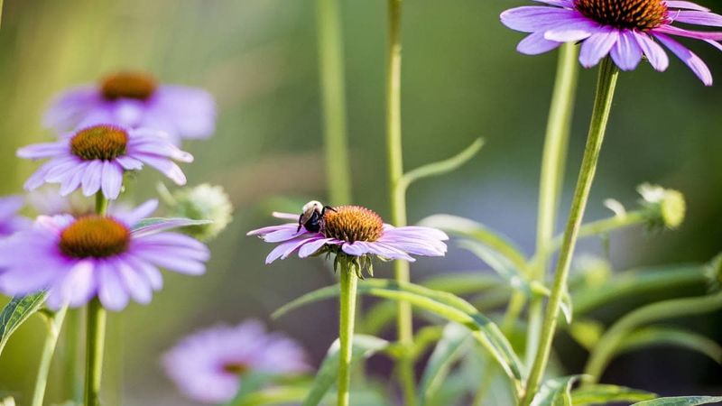 No Consideration For Wildlife