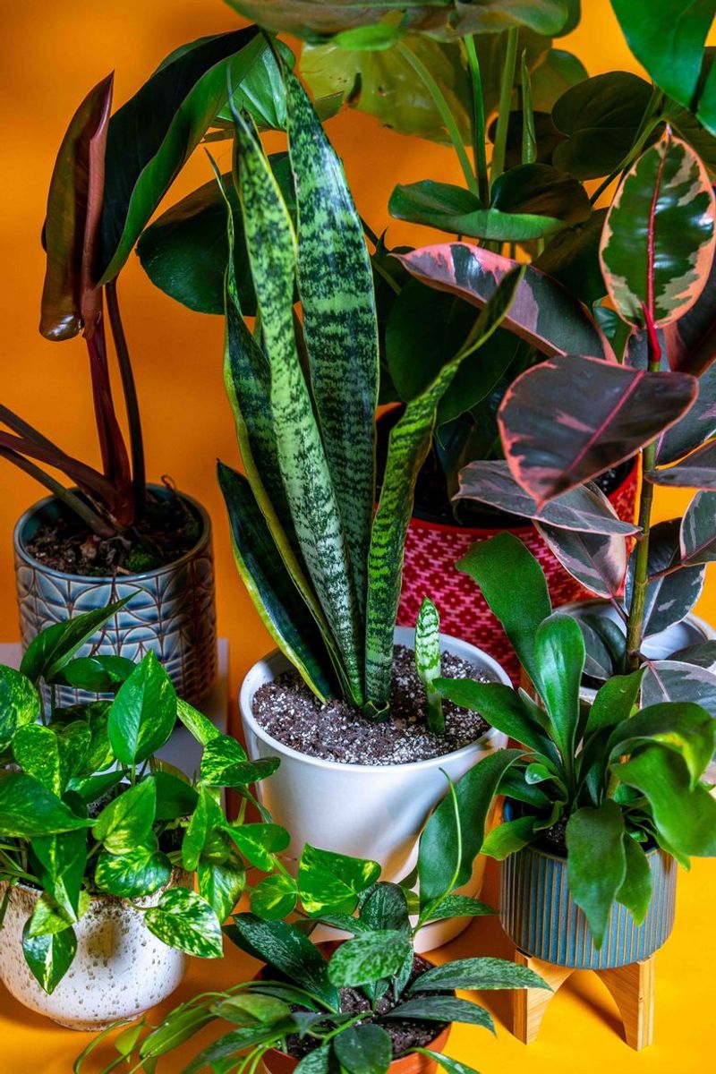 Real Plants That Forgive Neglect