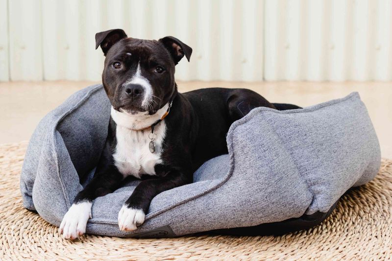 Stinky Pet Bedding