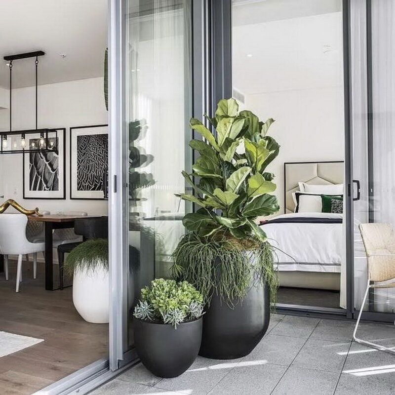 Fiddle Leaf Fig Trees