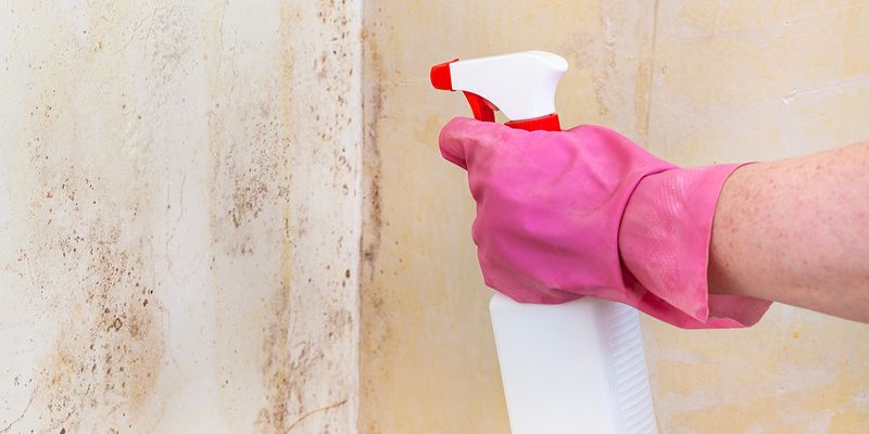 Mold Remediation
