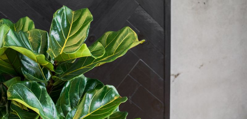 Fake Plants That Fool No One: Plastic Jungle