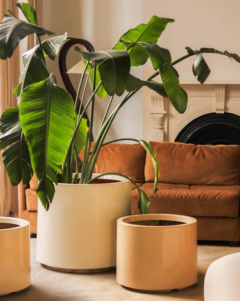 Indoor Plants as Decor Statements
