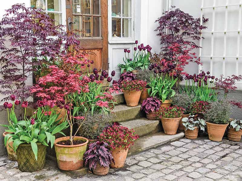 Forgetting Container Gardens