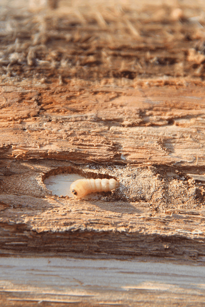 Inspect for Hidden Insects Before Purchase