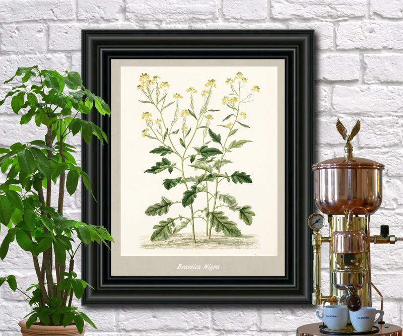 Vintage Maps and Botanical Prints